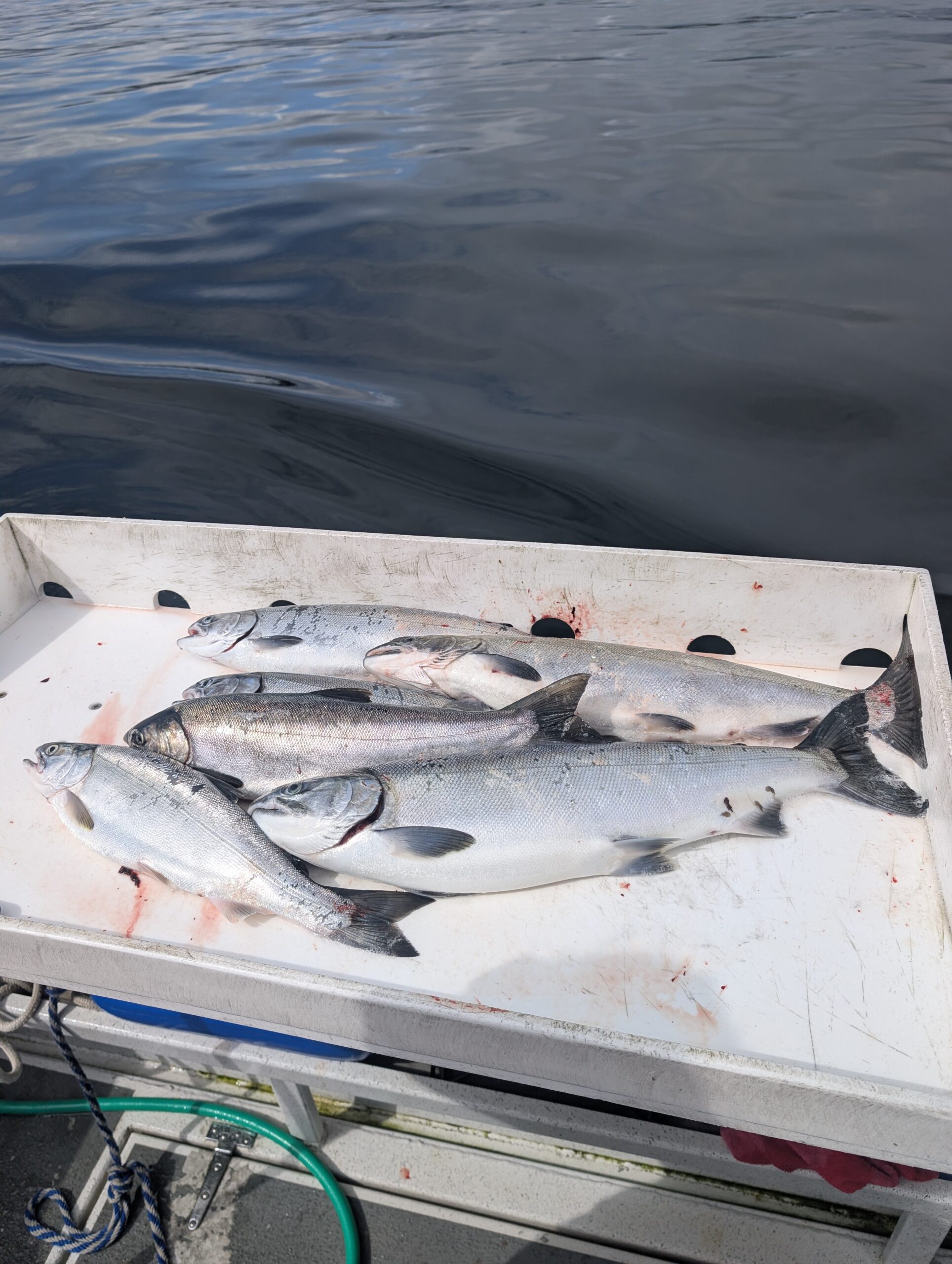 Seattle fishing charter